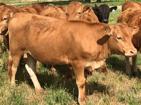 Call us for availability. . Akaushi heifers for sale